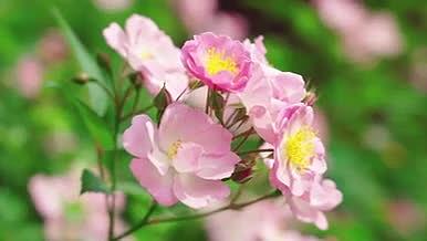 4k唯美盛放的蔷薇花花朵春天空镜视频的预览图